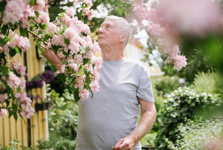En äldre man står omgiven av en blommande buske.