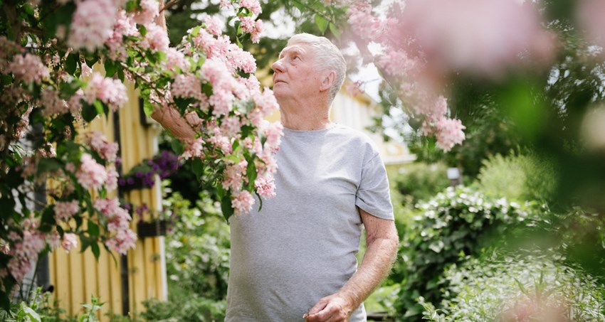 En äldre man står omgiven av en blommande buske.